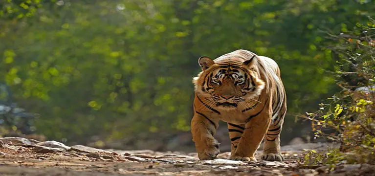 Reise in Indien besuch naturreservat von tigern